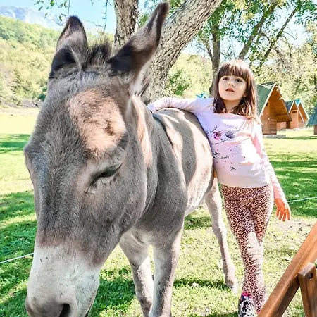 Rafting Camp Tara 87 キャンプ場