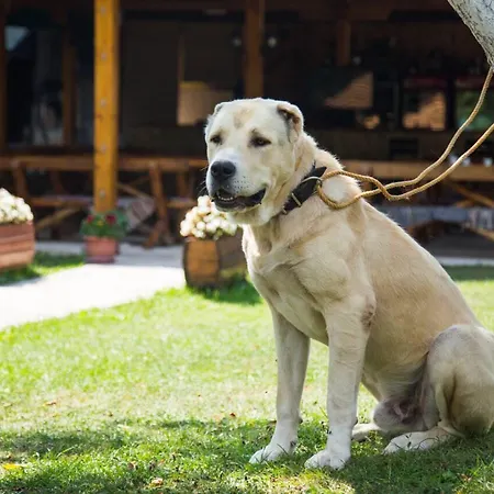 Kemp Rafting Camp Tara 87