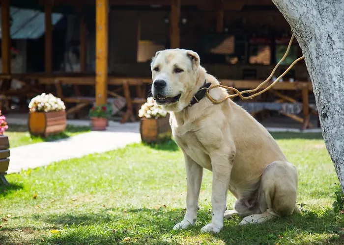 Kamp Rafting Camp Tara 87